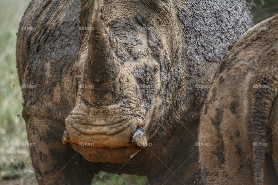 Real unicorns are curvy! This magnificent Rhino just had a mud bath in its natural spa. Unfortunately there are very few remaining in the wild due to increased poaching. I hope we are not the generation that promotes the extinction of wildlife!