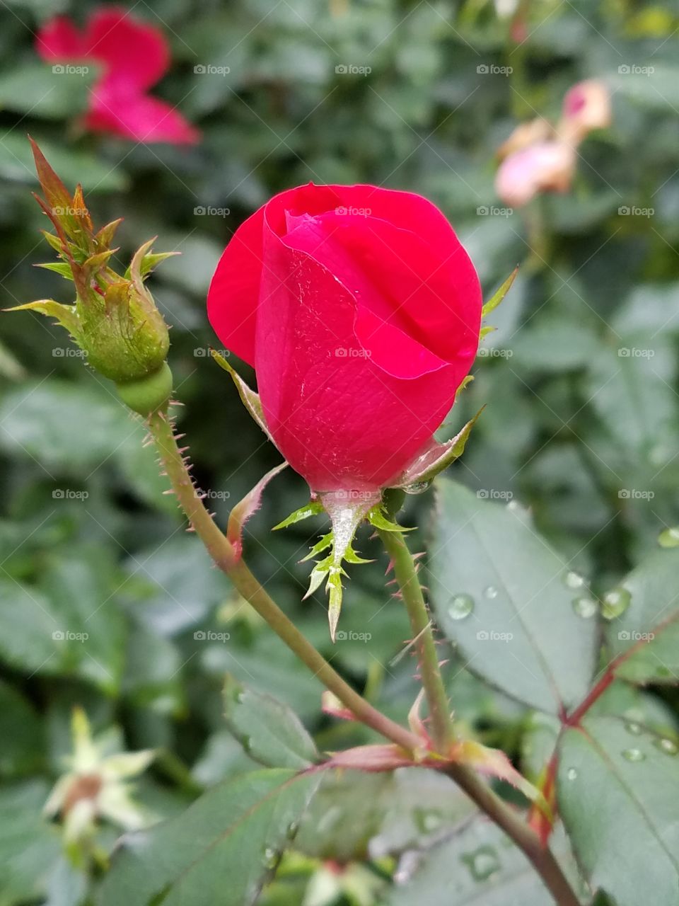 'Ere a Rose