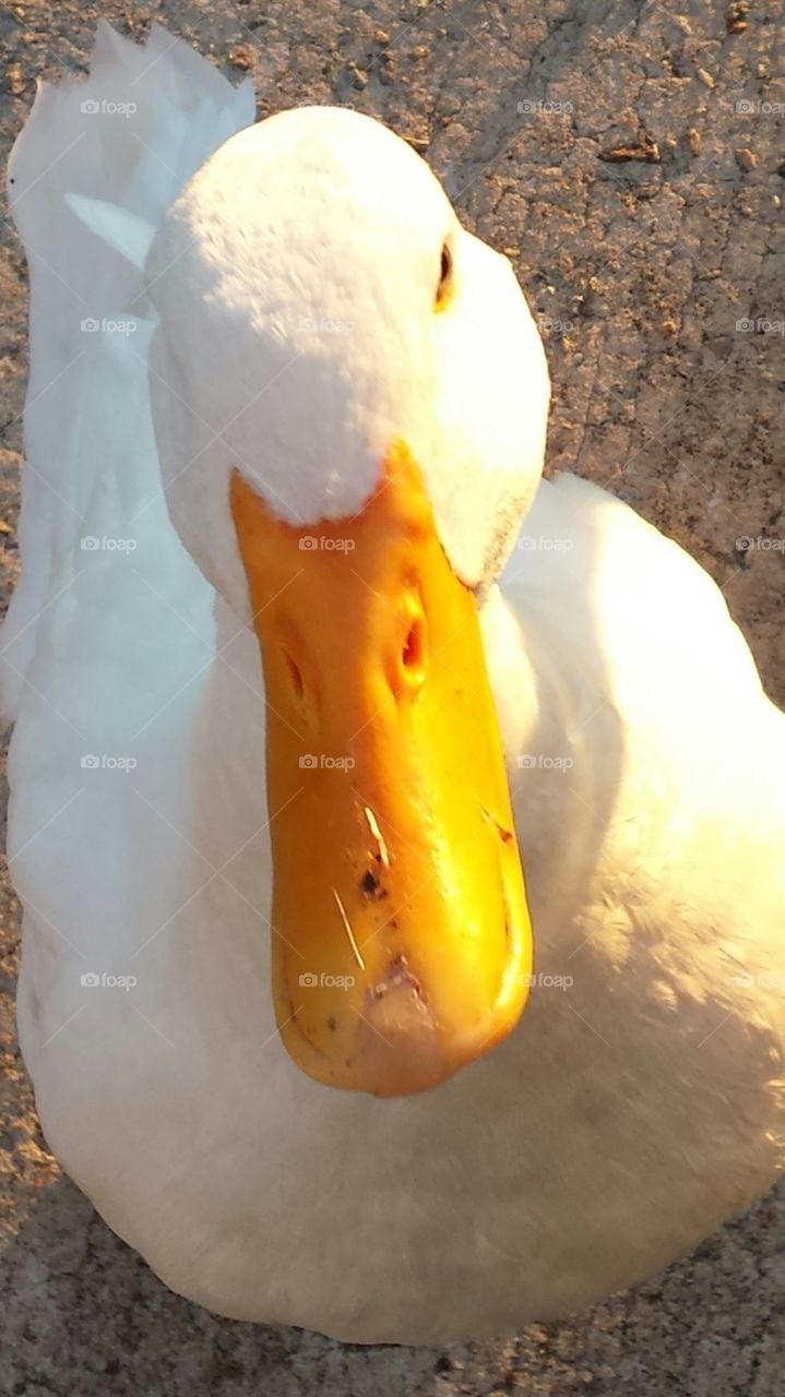 Dudley the duck posing for his photo shoot