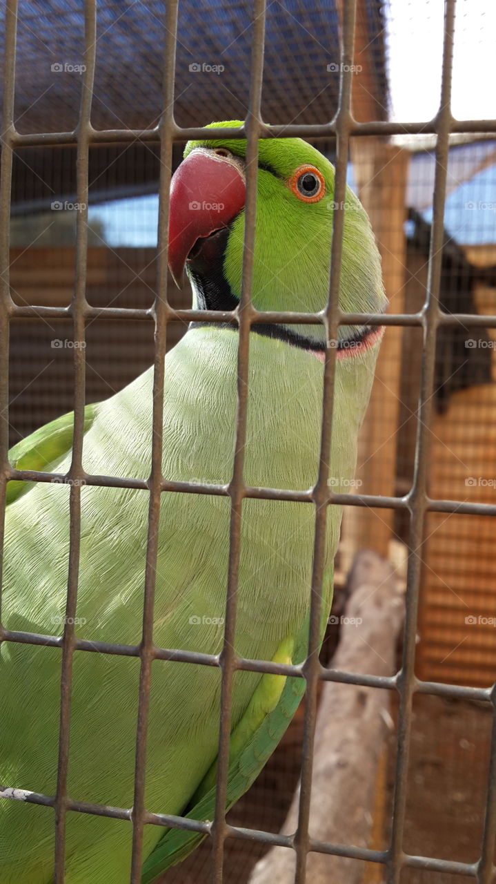 Green Ringneck. this bird loooooooves cameras and saying hello. Cutest thing ever