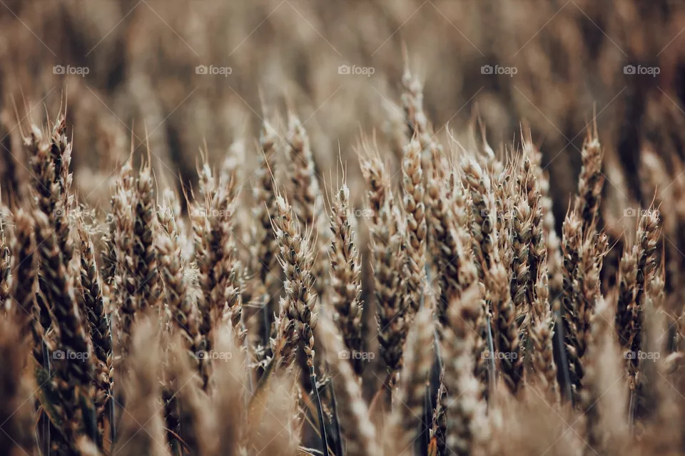 Corn