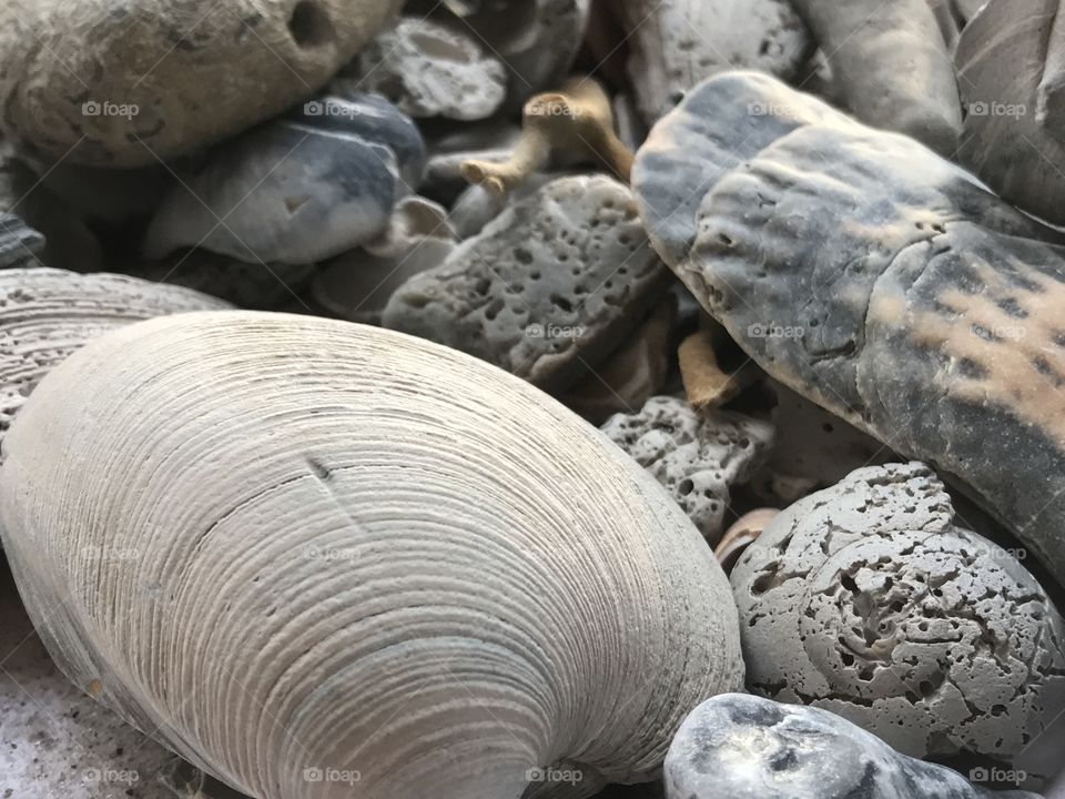 High angle view of seashells
