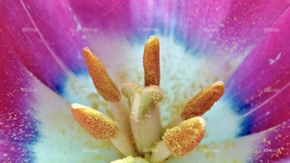 Macro photo of a flower growing in the garden