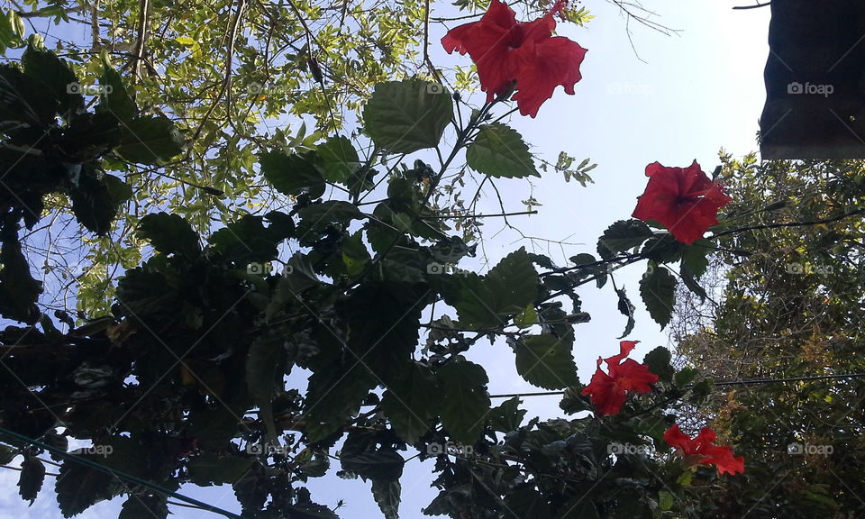flower red in sky blue