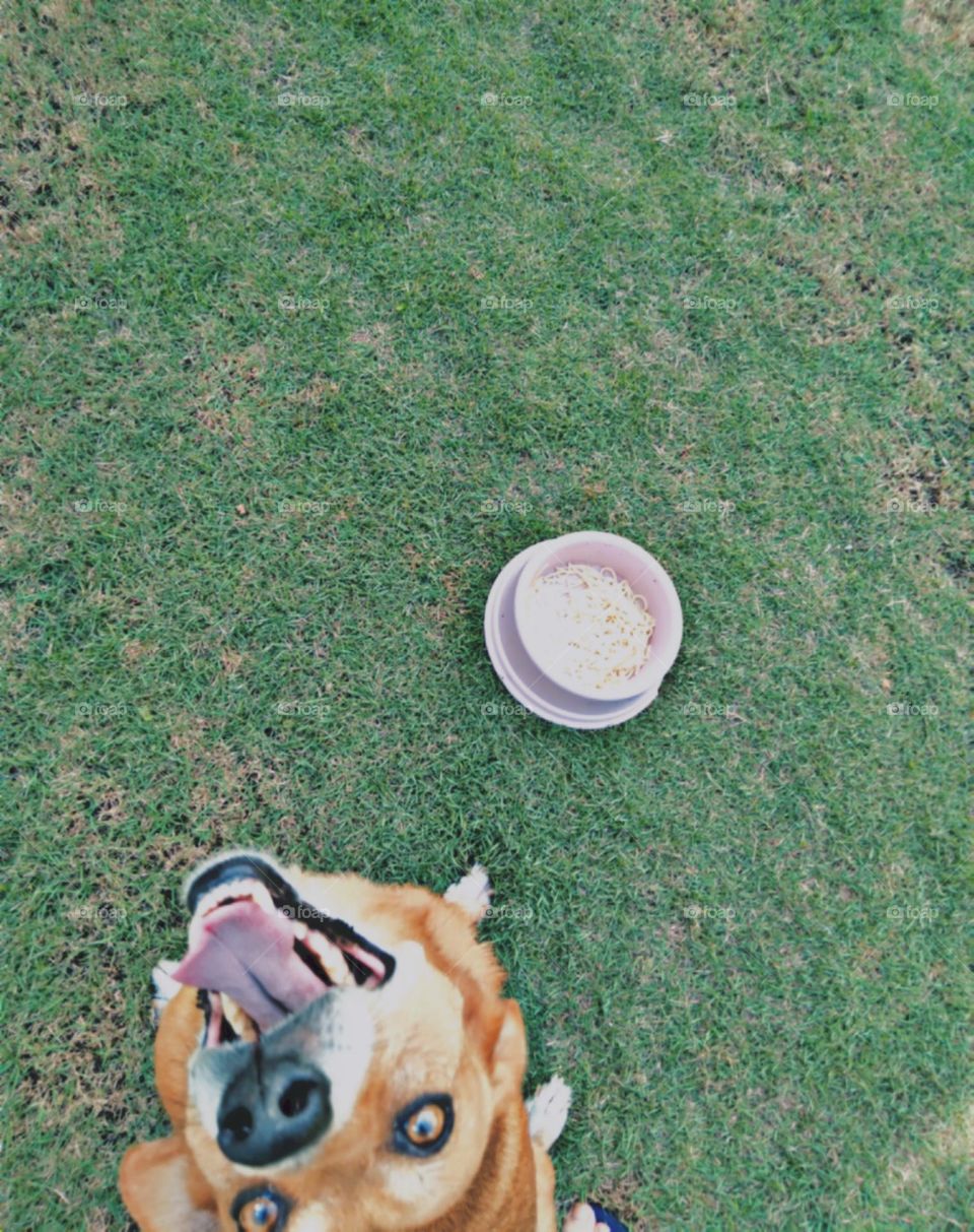 Aguardando seus petiscos