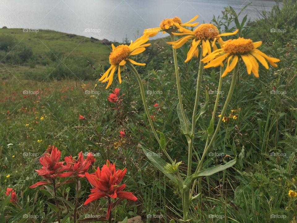 Flower, Nature, No Person, Outdoors, Summer