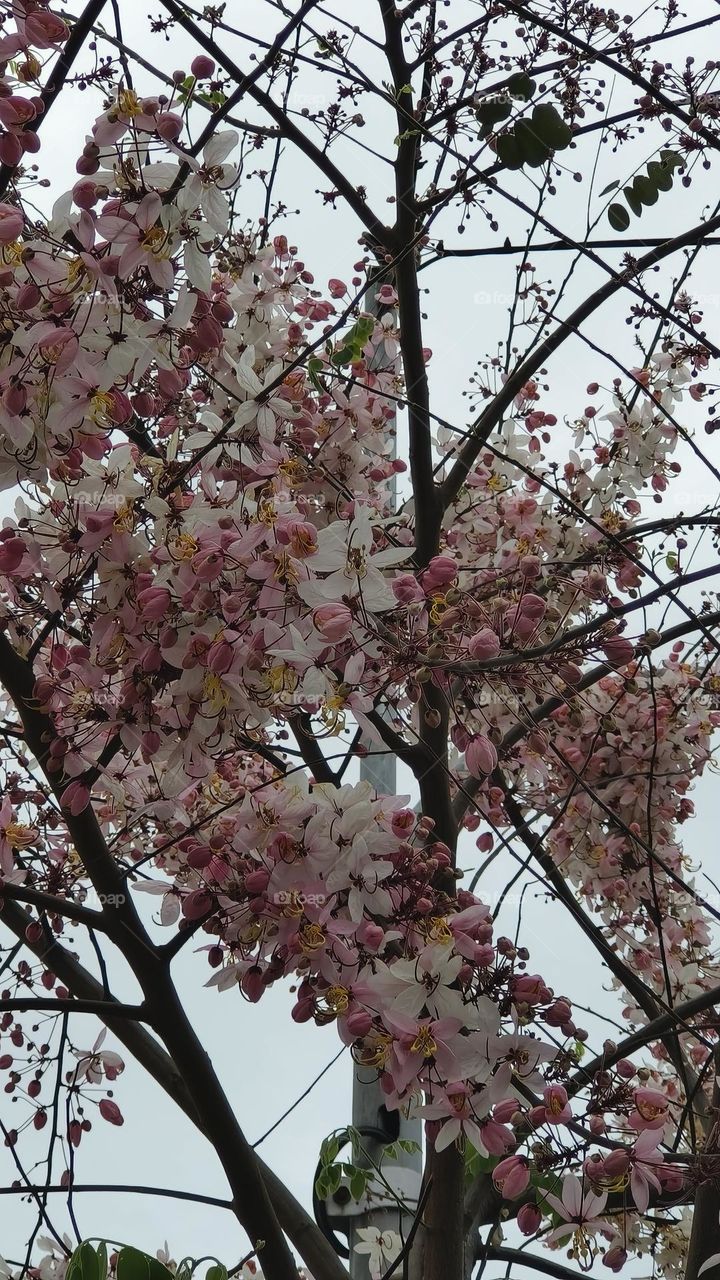 Cassia barkeriana Linn, Chenggong Township, Taitung County
