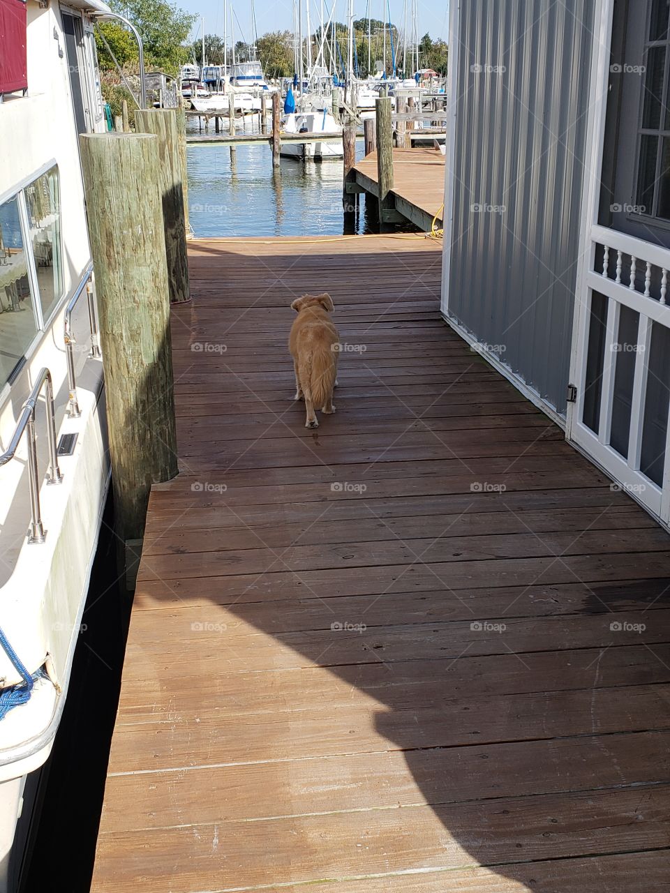 my dog is wondering in the marina by her self