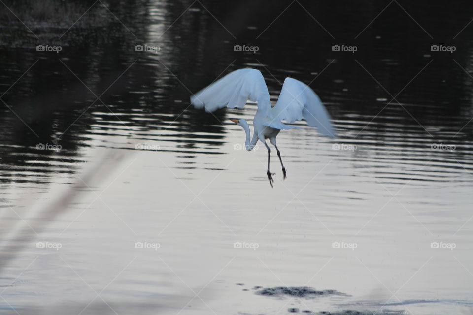 Landing on water. Egret landing on the water 