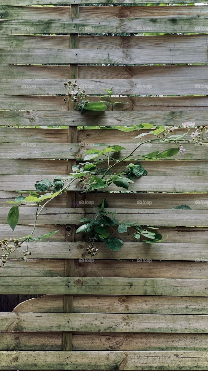 iPhone pro Max edit. 