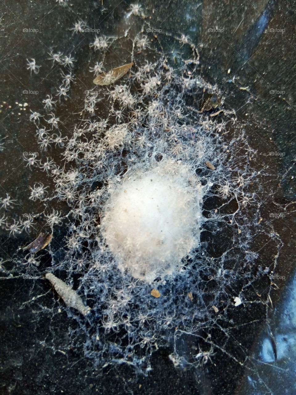 cobweb nest