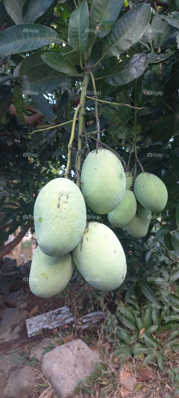 Mango or mempelam is the name of a type of fruit, as well as the name of the tree. Mango belongs to the genus Mangifera