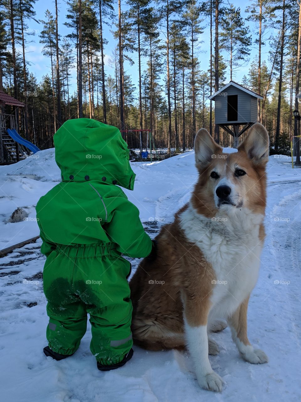 Dog helping the kid to stand up, best friend and protector