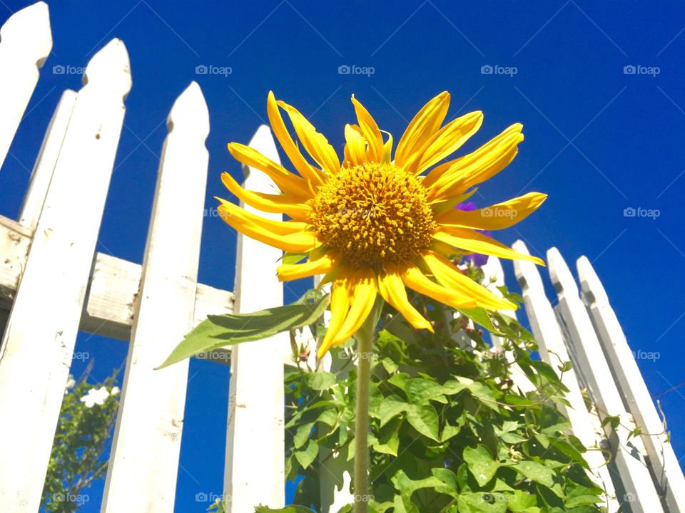 Happy Sunflower 
