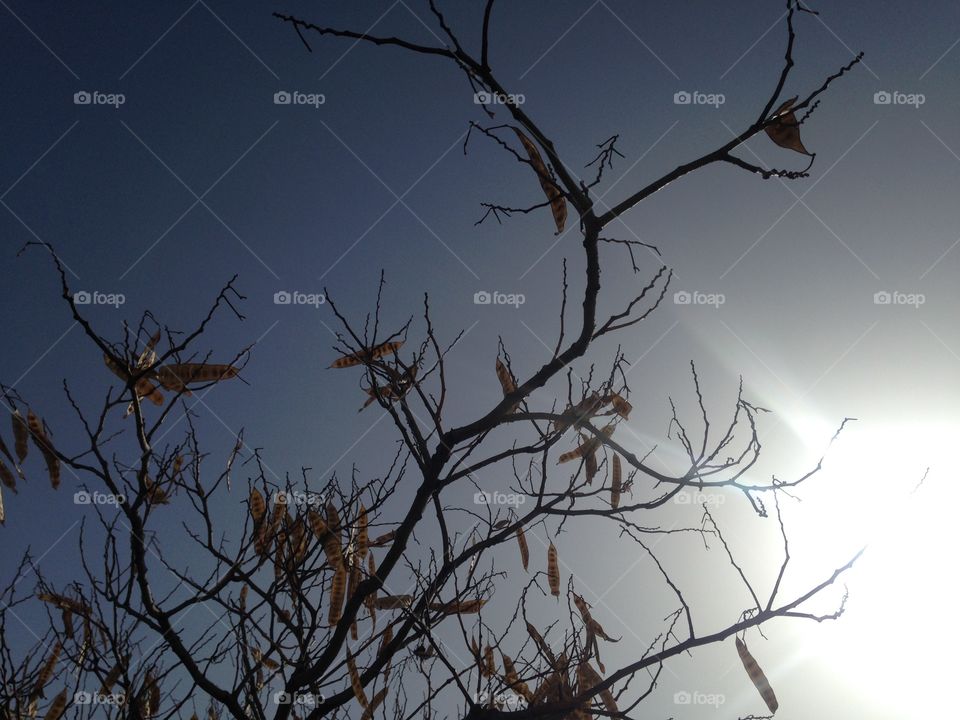 Tree shadow light with sun in spring month in jordan country 