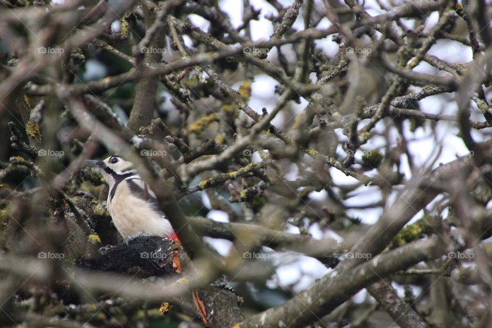 A great spotted woodpecker sits in a bare apple tree and looks for food in winter