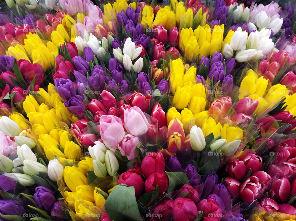 bright and colorful bunches of tulips