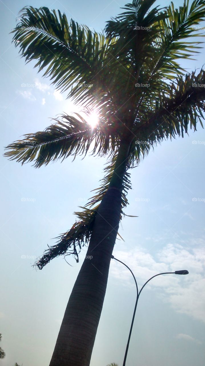 palmeira sol