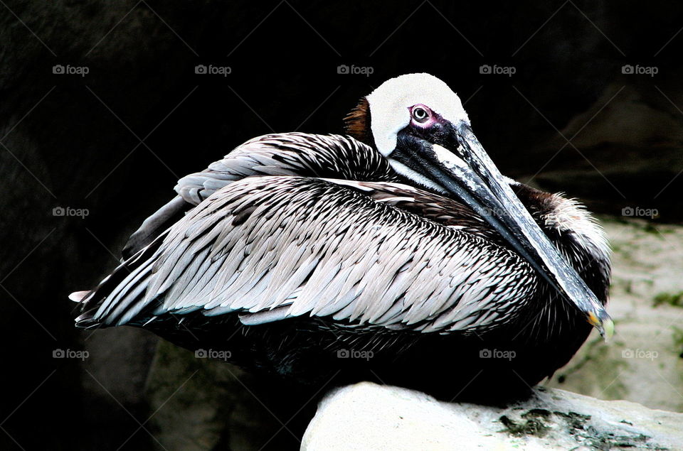 Bird in black and white