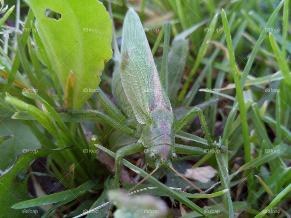 Grasshopper perfectly masquerades in the grass