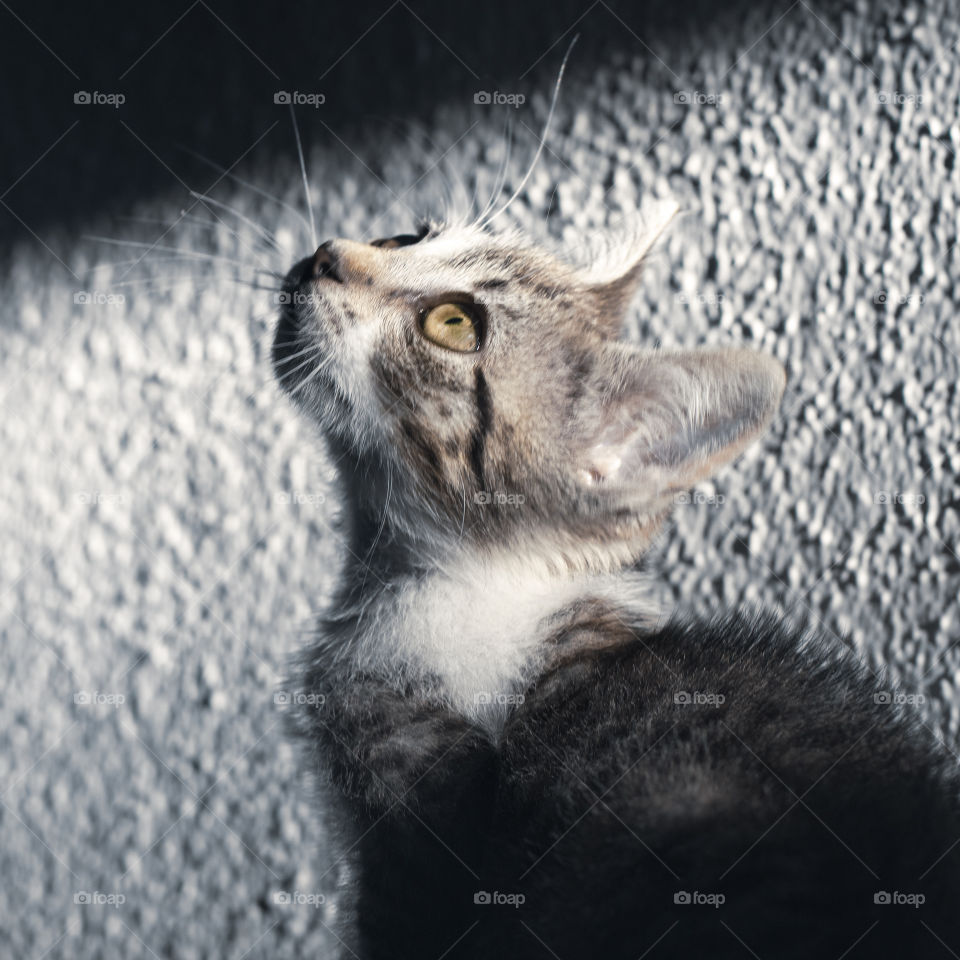 A tiny grey and white kitten, looking upwards in a shaft of sunlight 