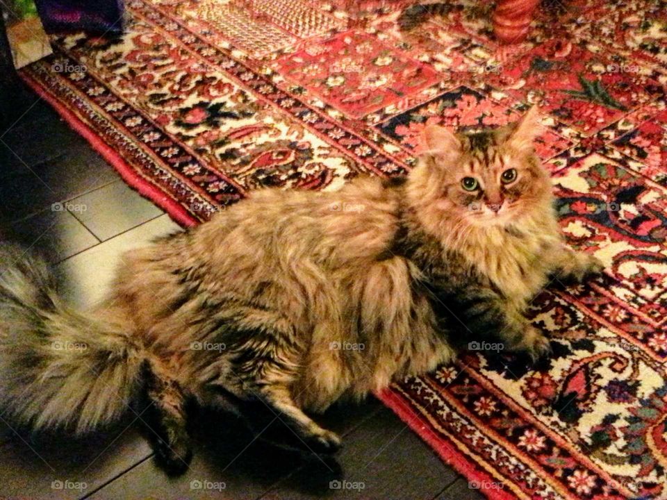 A taby long-haired cat lying on a motif carpet