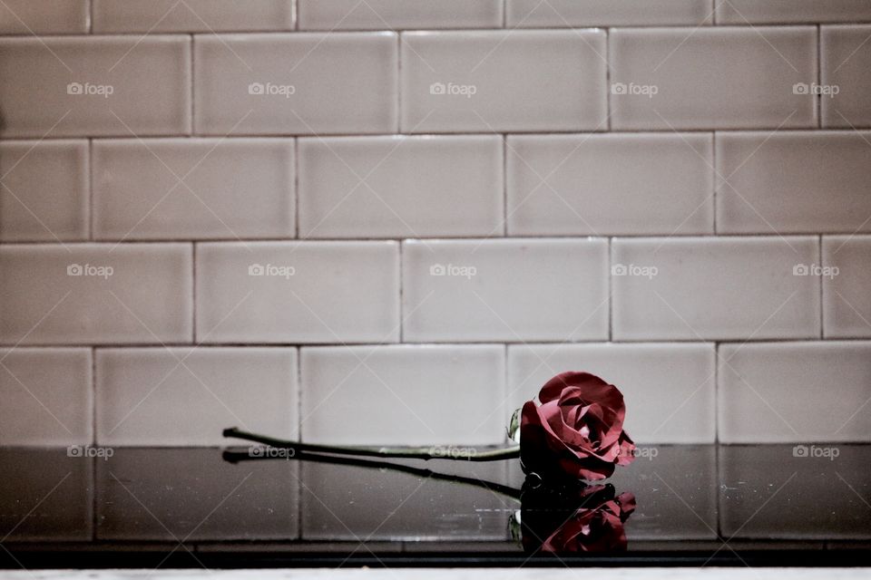 Single red rose on faded background, love is simple and a single rose says it all 