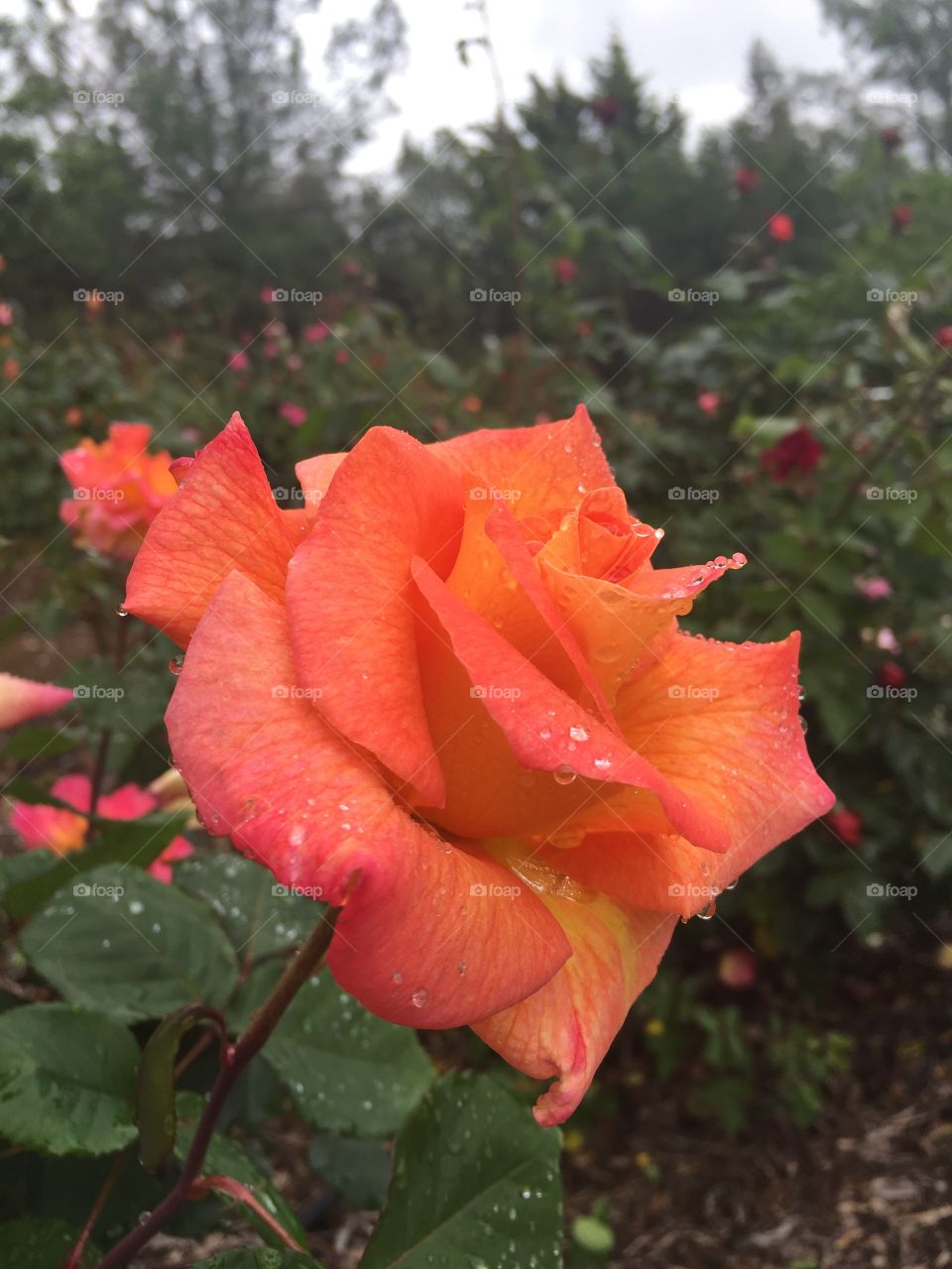 Flower, No Person, Nature, Leaf, Garden