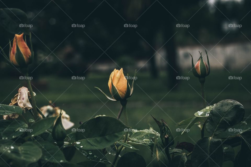 Nature, Flower, No Person, Leaf, Outdoors