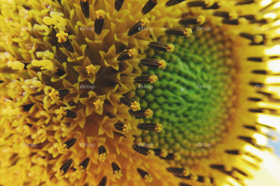 sunflower. summer