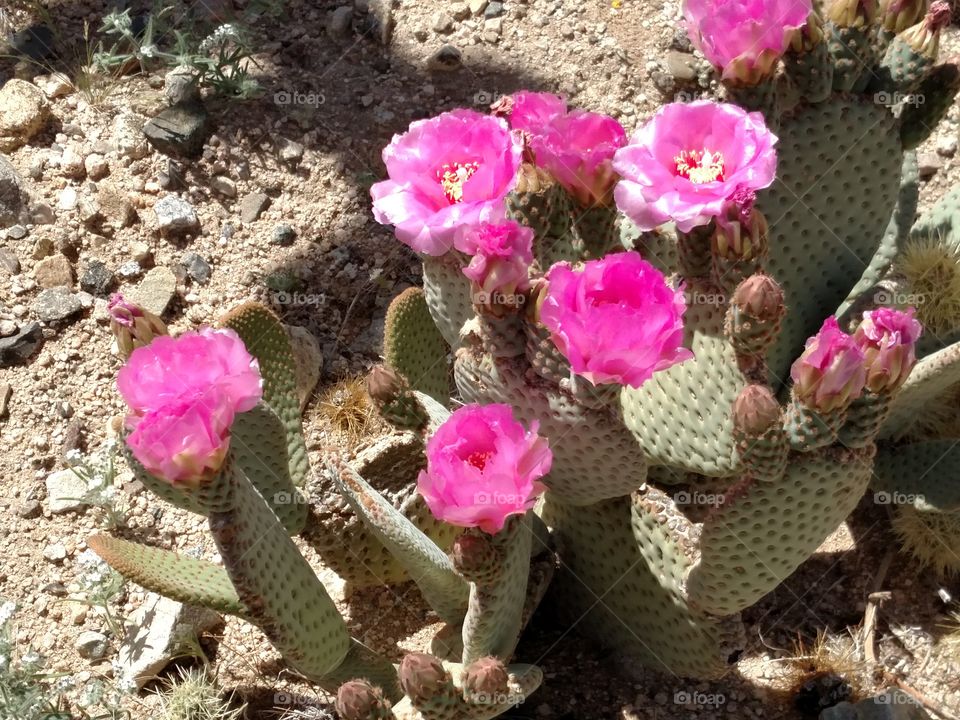 Cactus Pink