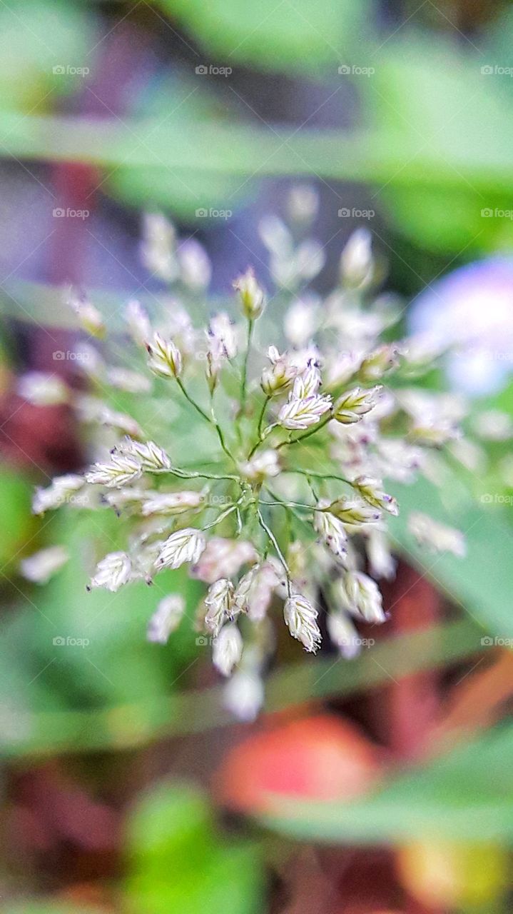 The beauty of flower grass