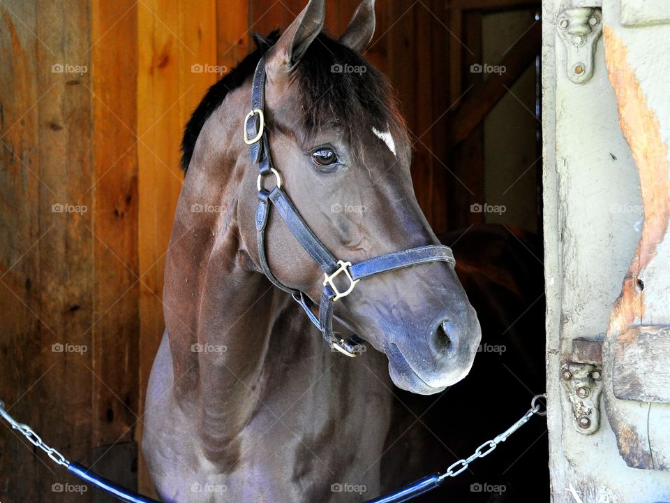 Daredevil. Daredevil, a dark brown 3 yr-old colt and winner of the Champagne stakes at 2, standing quietly in his stall
Fleetphoto