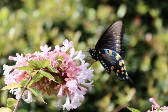 Butterfly in Motion