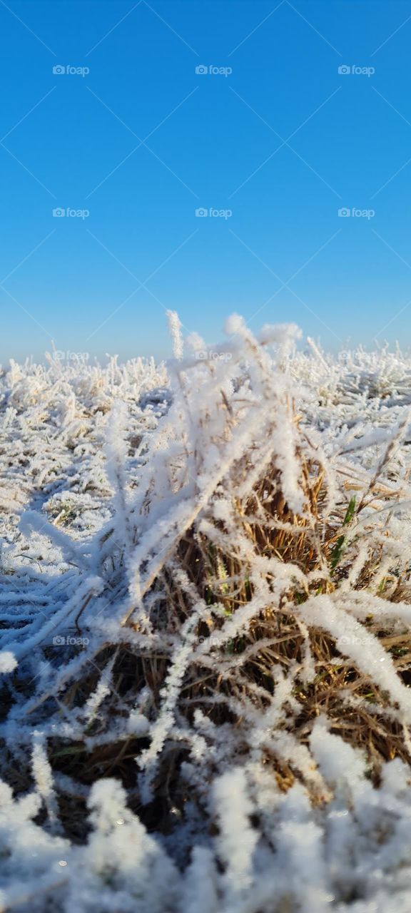 Gras im Winter