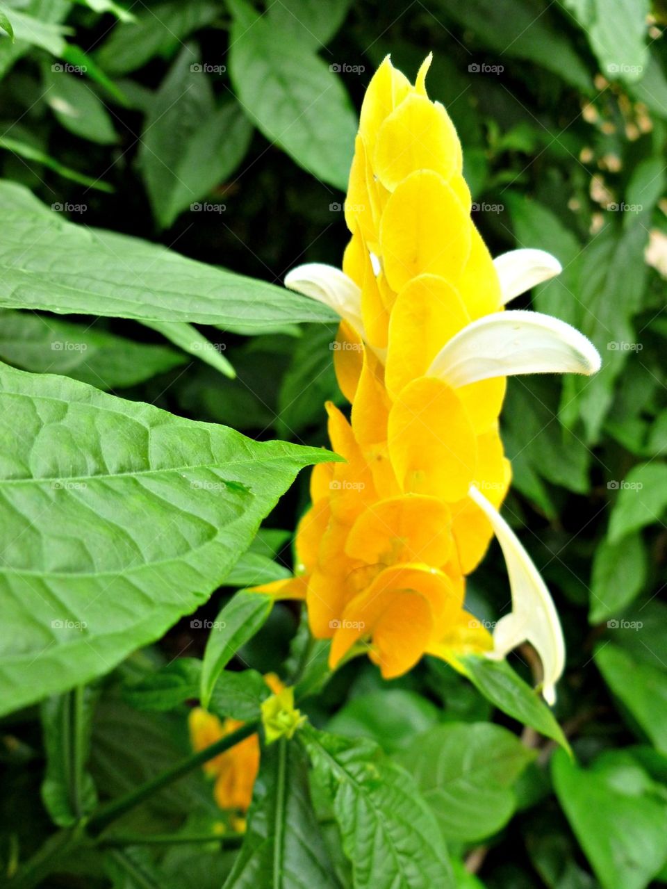 Unusual yellow flower