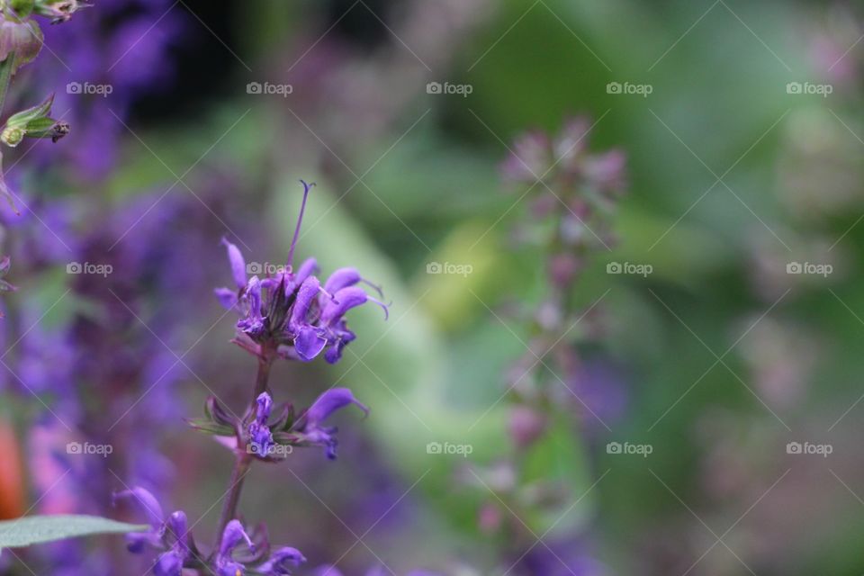 Purple nature 