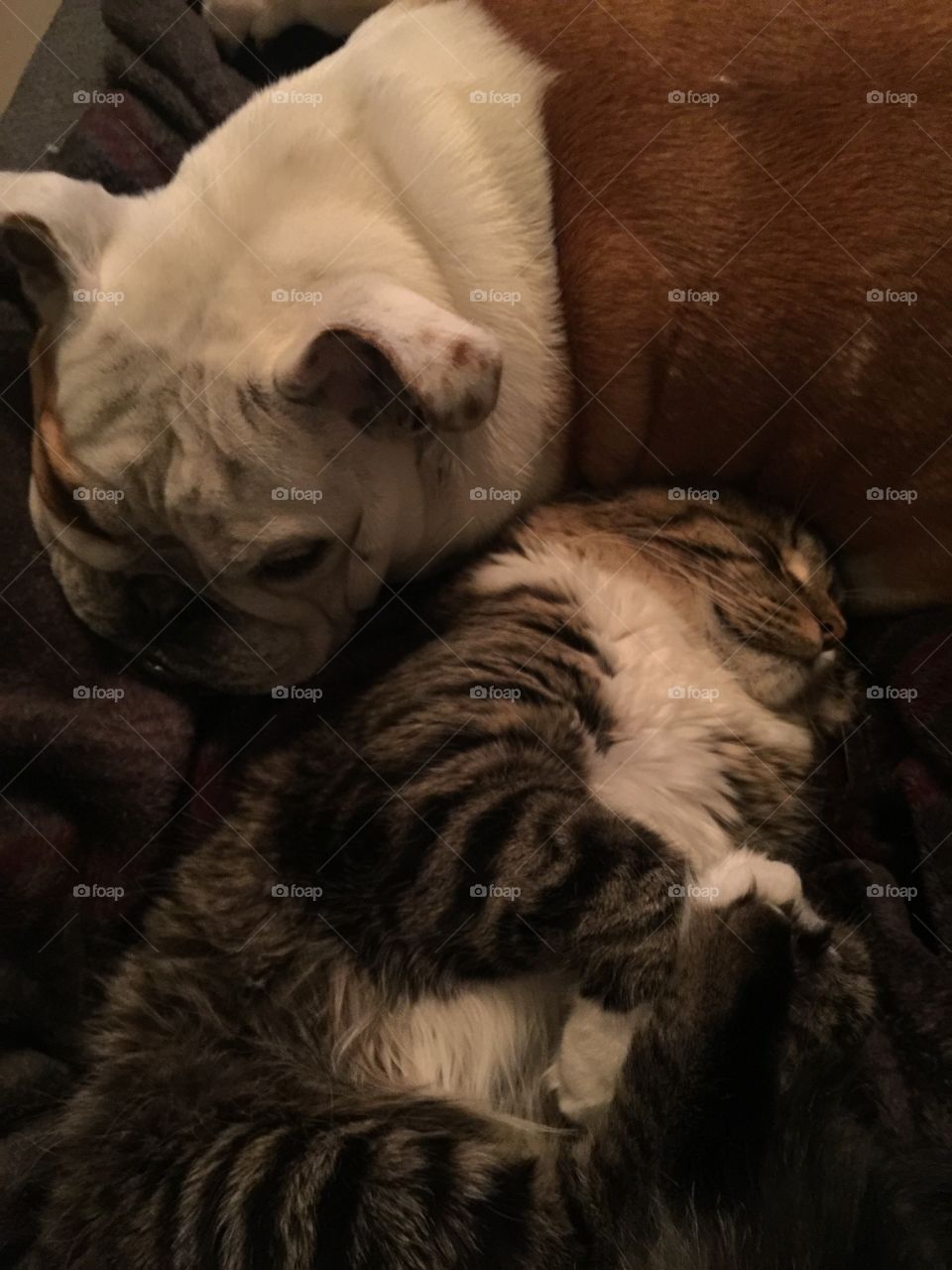 They don't know they're different species