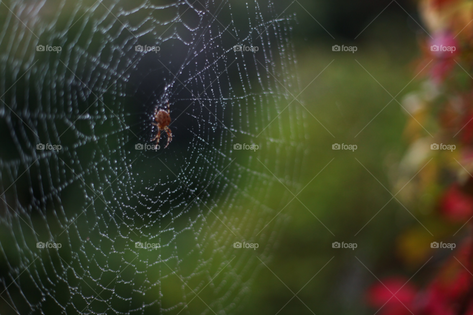 green nature macro art by maapu