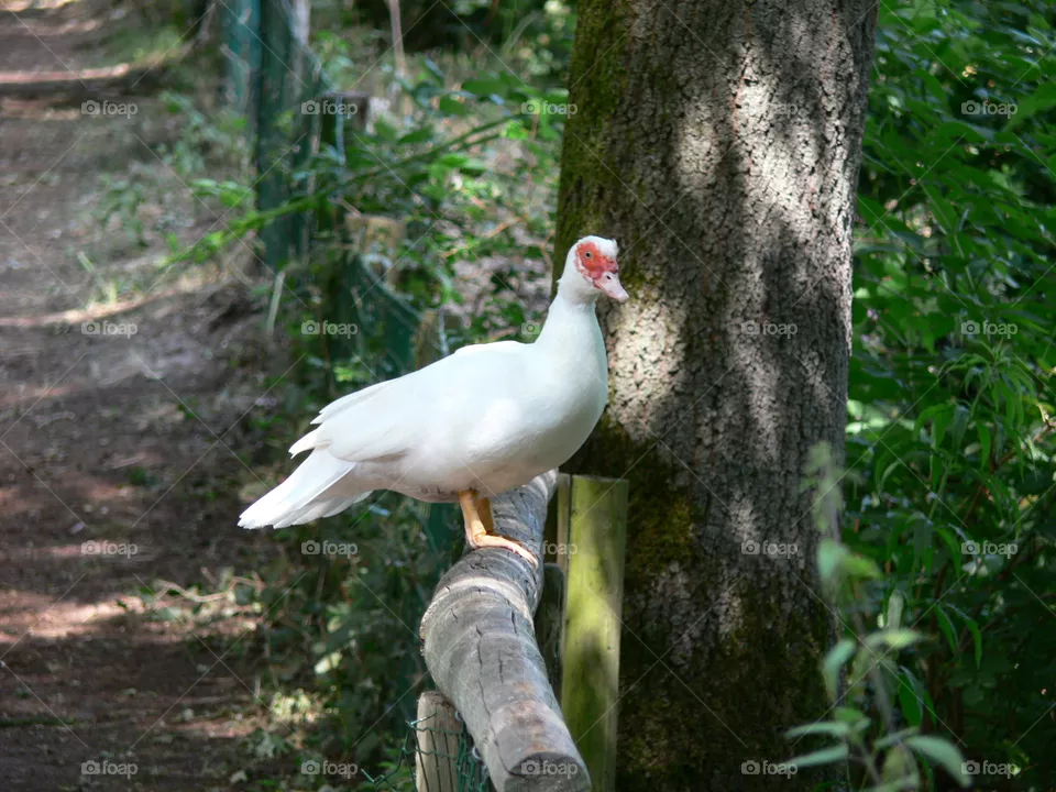 Gans