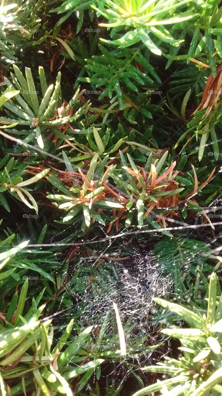 Spider Bushes