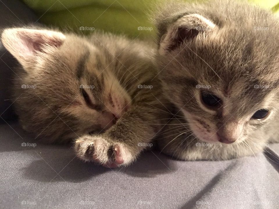 Kitten twins