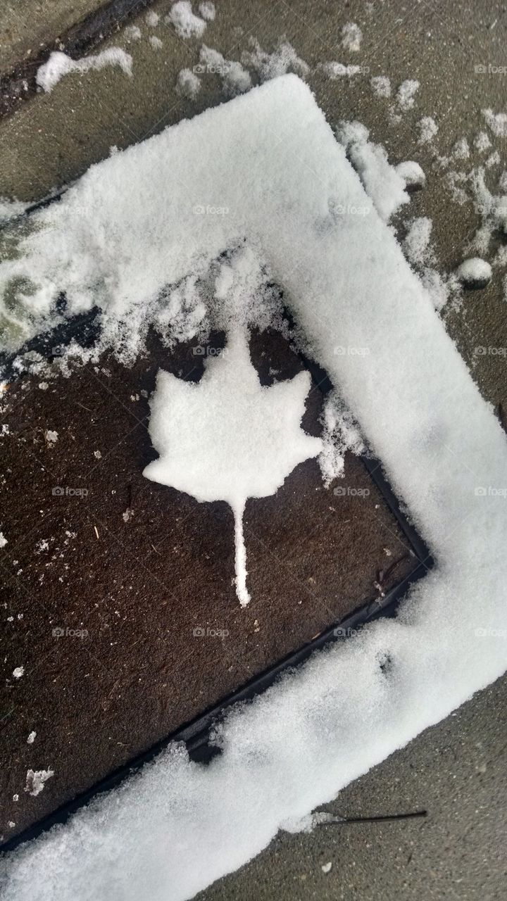 Snow leaf