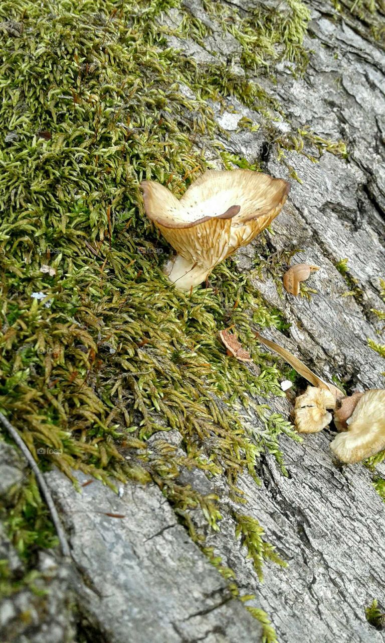Mushrooms & Moss