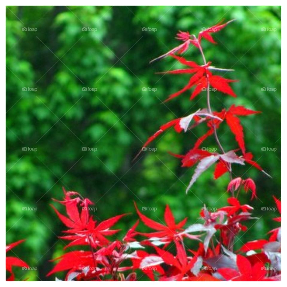 Japanese Maple