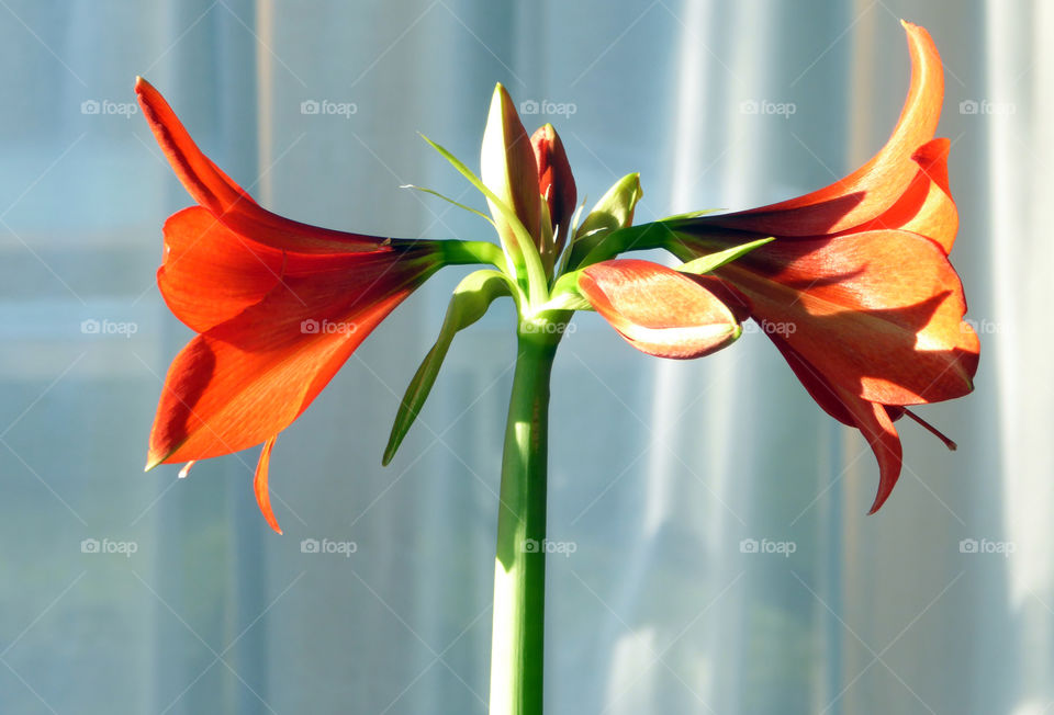 red amaryllis blossoms in sunlight