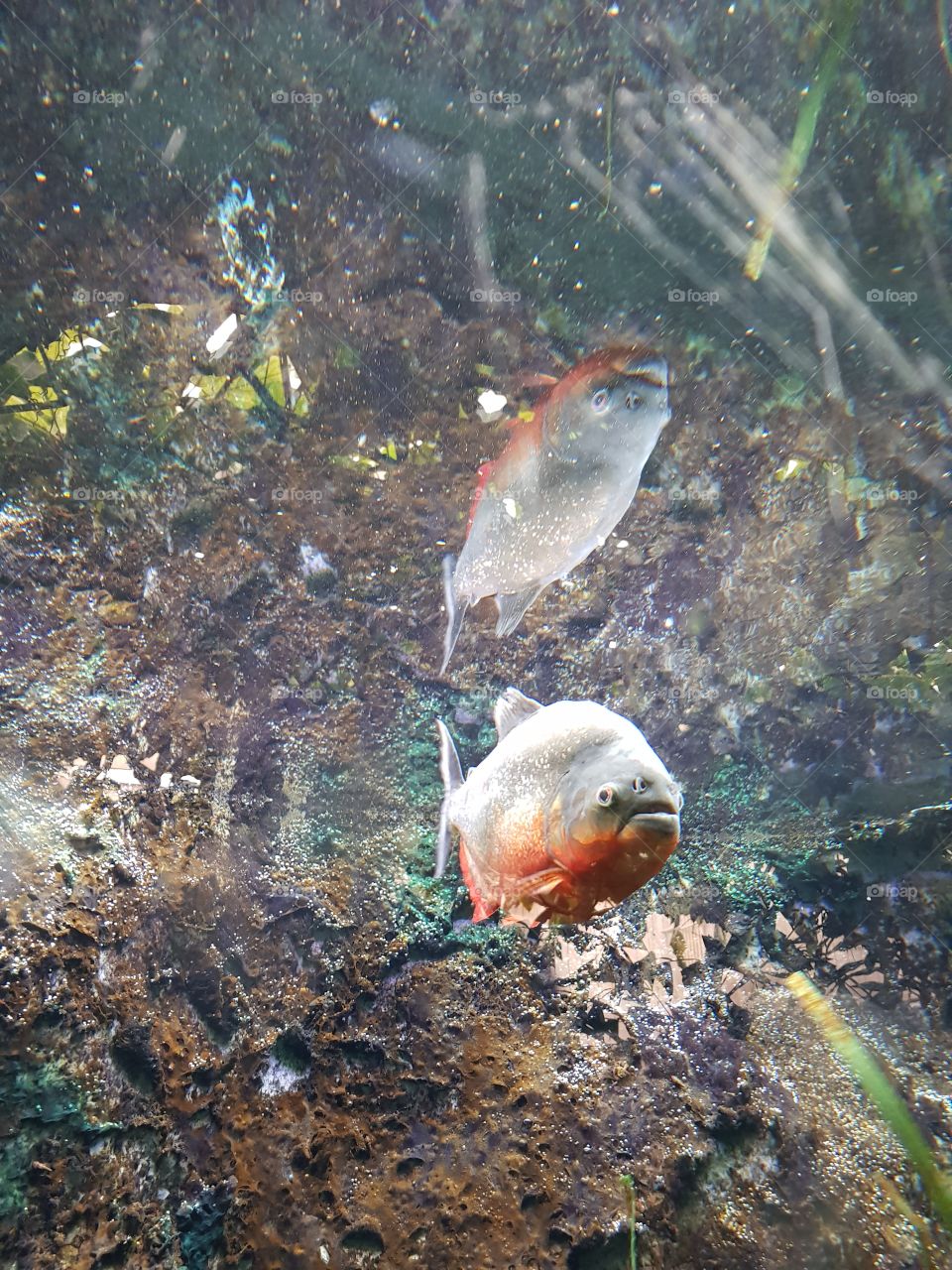 piranha reflection