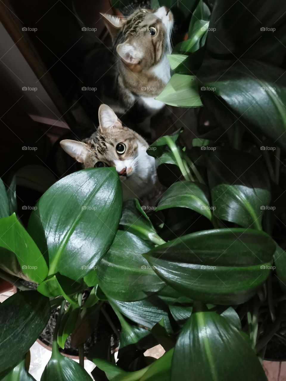 A mischievous cat caring the plants 