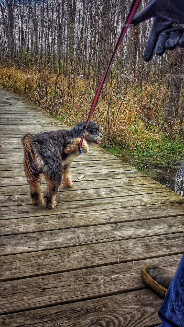 Paw Over Leash