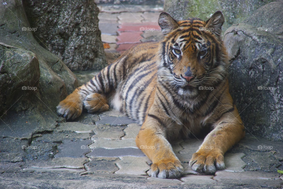 THE BENGAL TIGER IN PATTAYA THAILAND